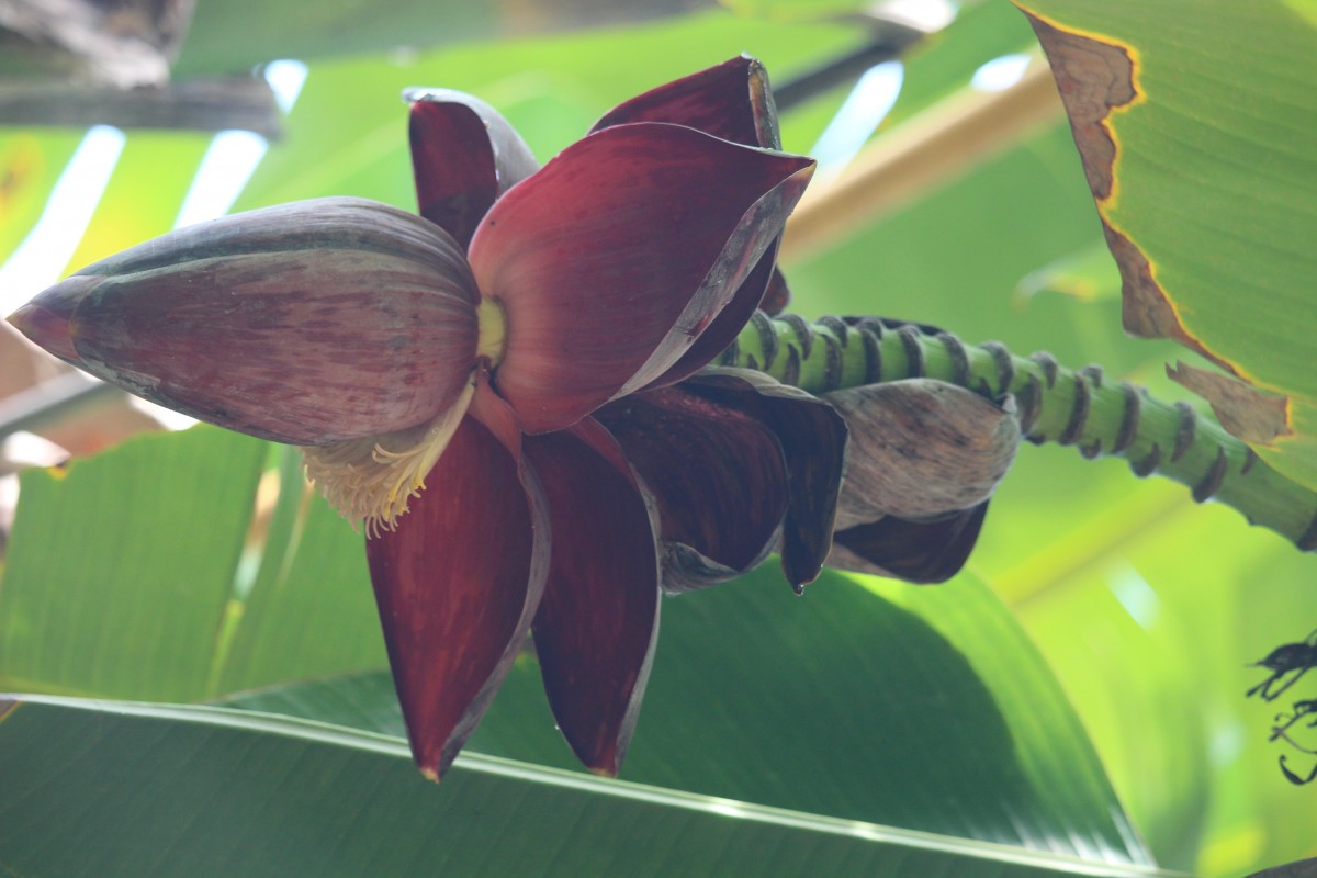 Musa balbisiana Colla